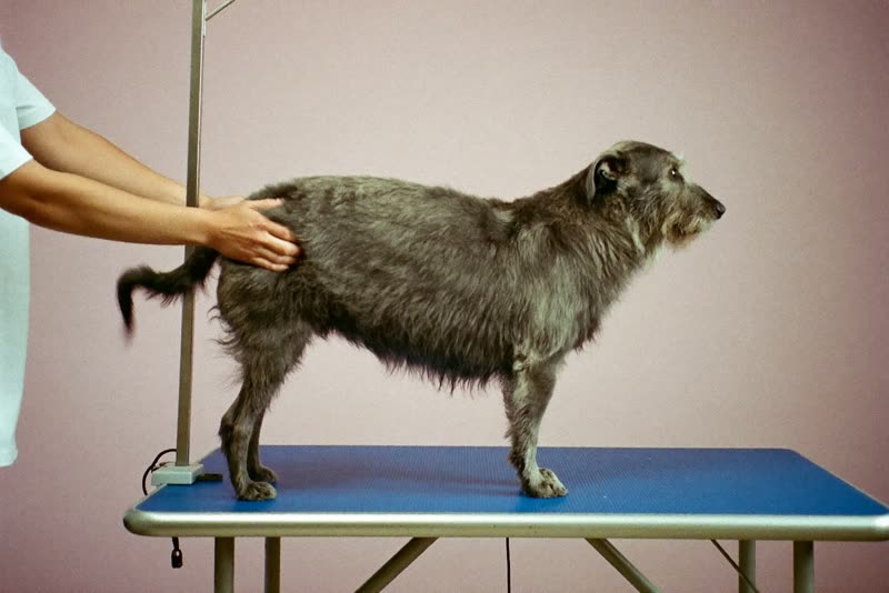 A dog standing calmly on a grooming table while being handled