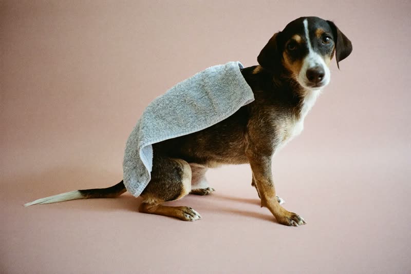 A freshly bathed small dog wrapped in a towel