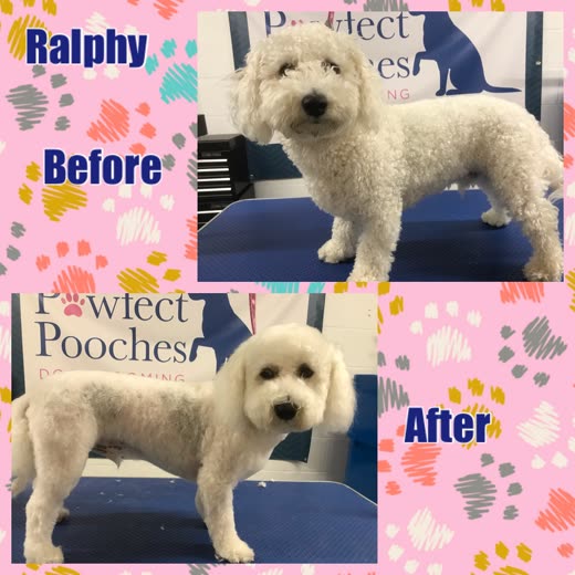 Ralphy, a white curly-coated poodle cross, freshly clipped after a full groom