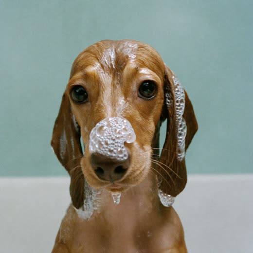 A small dog mid-bath, coat soapy and wet