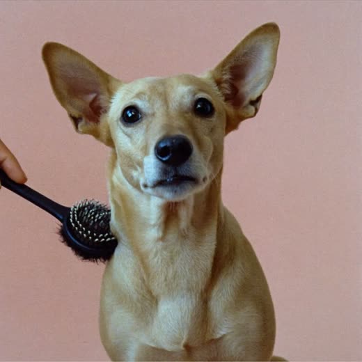 A terrier being brushed out, slicker brush in its coat