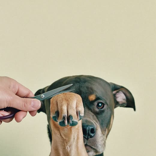 A dog's paw held for a nail trim